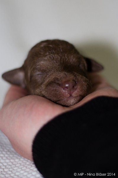 2014-02-09 Welpen Svet & Ruby-1583.jpg - Day 7